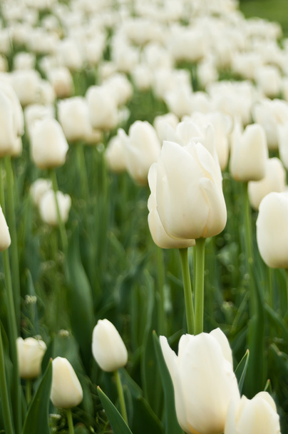 Group  of white Tulips in a tulips field - Zdjęcie, obraz