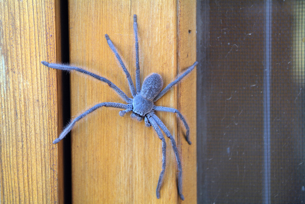 Australie, Zoologie
,  - Photo, image
