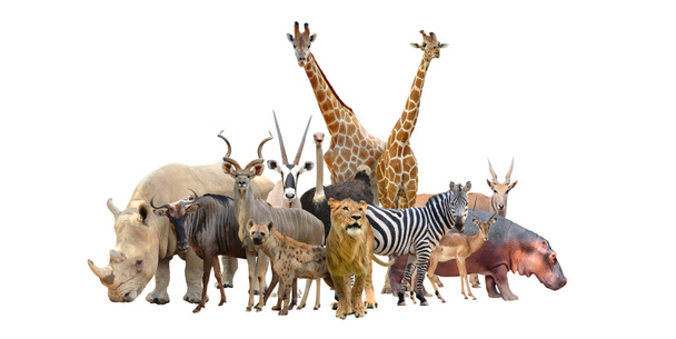 группа африканских животных
 - Фото, изображение
