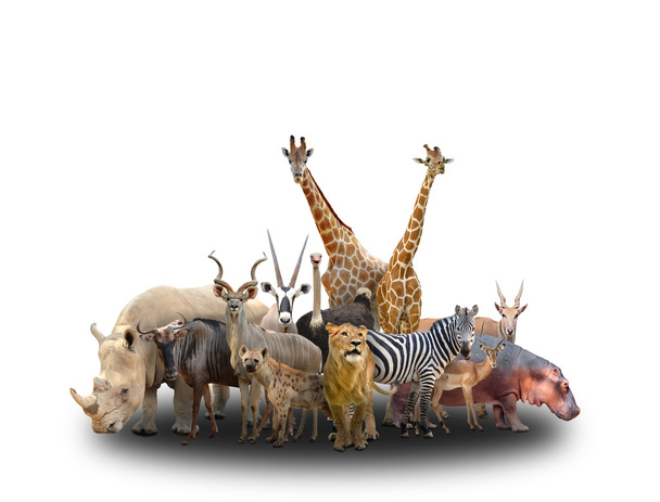 grupo de animais africanos
 - Foto, Imagem