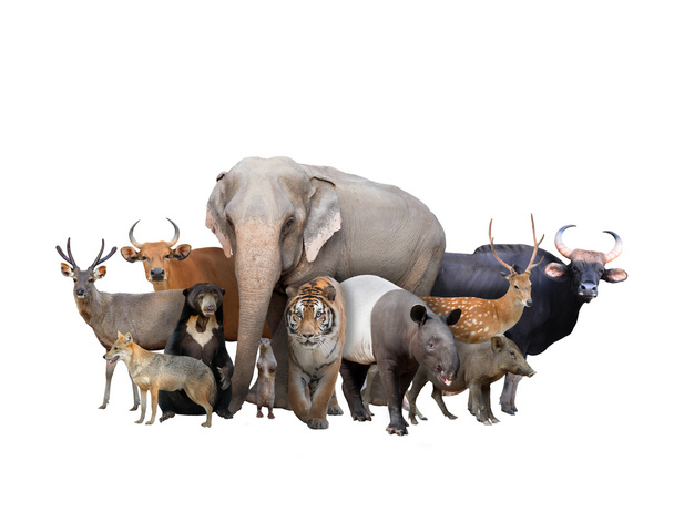 group of asia animals - Фото, изображение