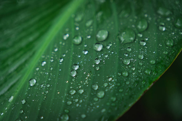 nature green leaves with raindrops backgrounds - Foto, afbeelding