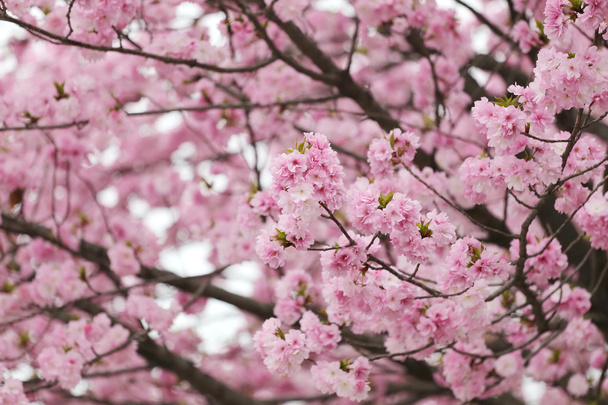 Třešňové květy nebo růžové Sakura. - Fotografie, Obrázek