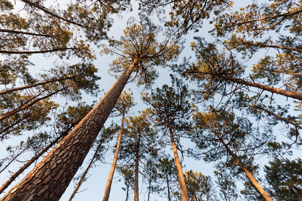 Pine tree luifel - Foto, afbeelding