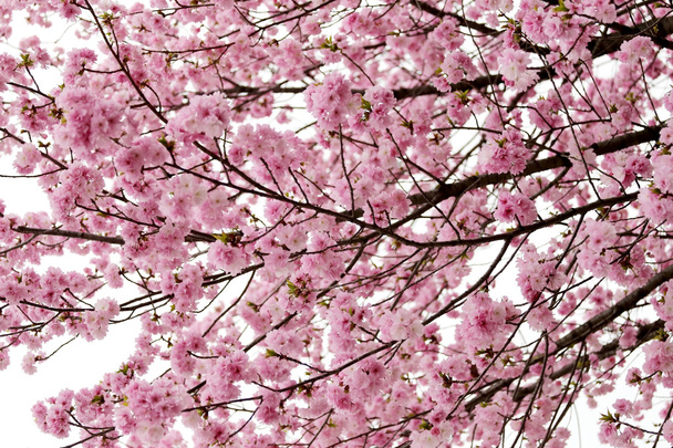 Άνθη κερασιάς ή ροζ Sakura. - Φωτογραφία, εικόνα