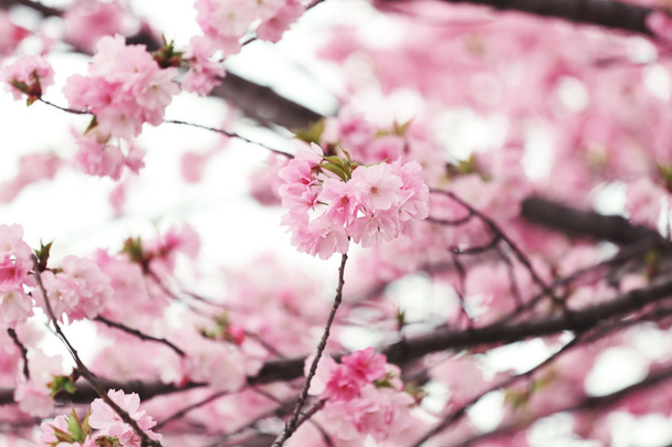 Wiśniowe kwiaty lub Pink Sakura. - Zdjęcie, obraz
