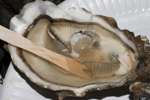 natuurlijke oesters - Foto, afbeelding