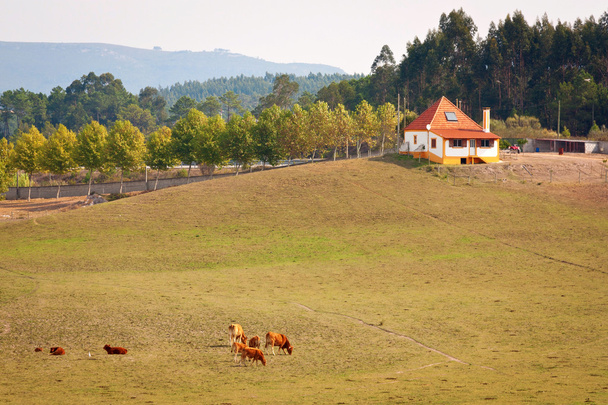 Granja y vacas
 - Foto, Imagen