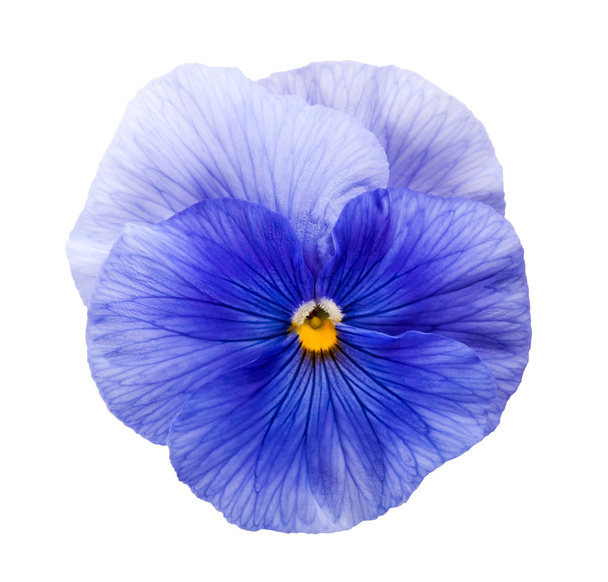 Violet flower - Foto, Bild