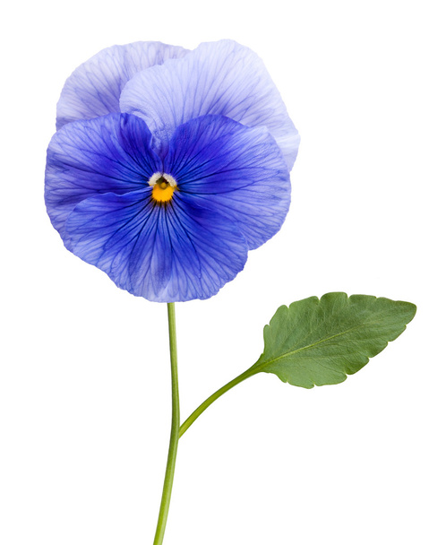 Violet flower - Фото, зображення