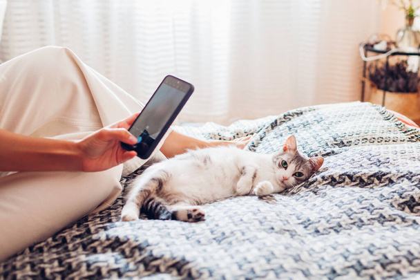 Woman taking picture of her white and grey cat lying on couch at home. Owner using smartphone to make photo of pet - Fotoğraf, Görsel