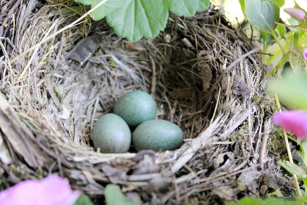 Nest - Foto, Bild