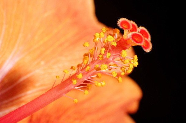 Macro fotografía de Hibiscus flor pistilo
 - Foto, imagen