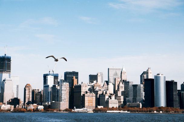Seagull and South Manhattan - Photo, Image