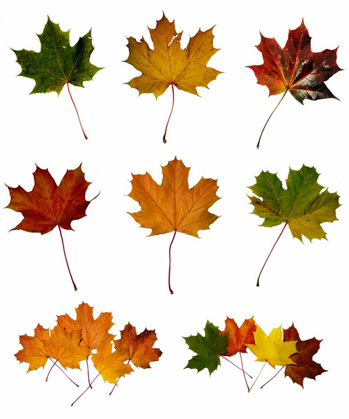 Maple leafs - Photo, Image