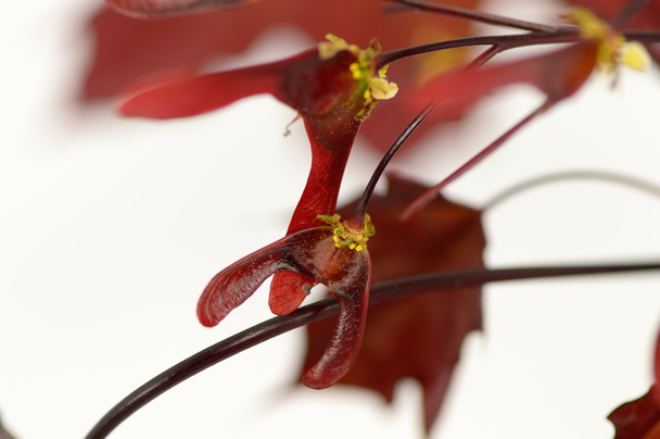 Квіти і насіння червоного клена
 - Фото, зображення