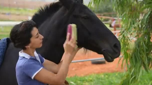 Chica cepillando y limpiando un caballo
 - Imágenes, Vídeo