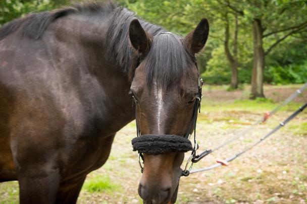 Belle pose de cheval pour appareil photo
 - Photo, image