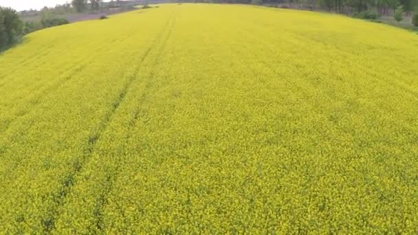 campo di fioritura colza gialla
 - Filmati, video