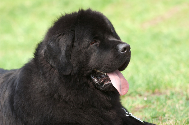 újfundlandi kutya portré - Fotó, kép