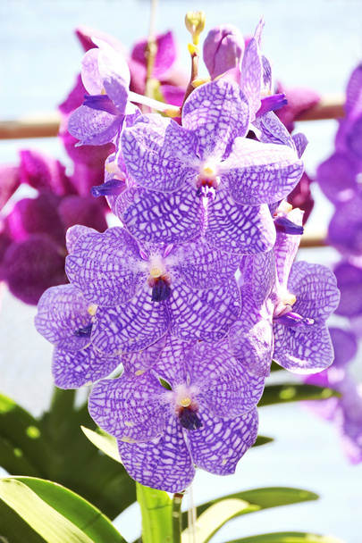 Пурпурная орхидея
 - Фото, изображение