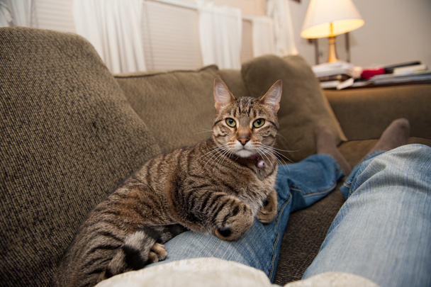 кот на коленях и диван
 - Фото, изображение