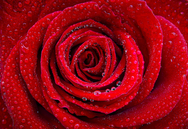 Hermosa rosa roja individual
 - Foto, imagen
