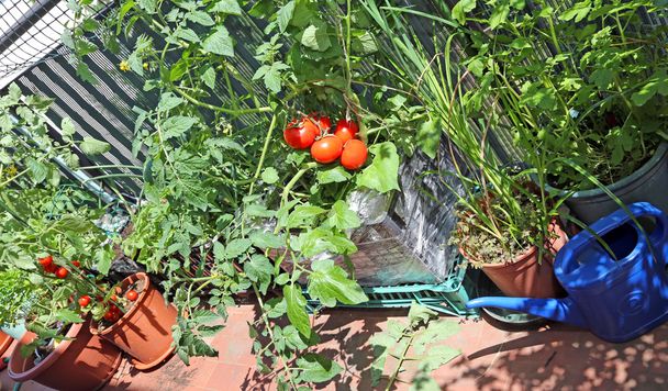 caixa de plástico no terraço com tomates vermelhos
 - Foto, Imagem