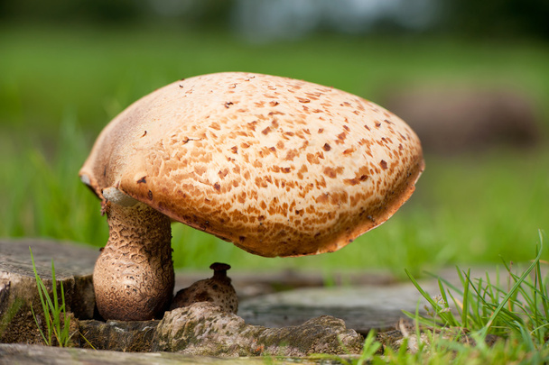 Sedlo houby - Fotografie, Obrázek