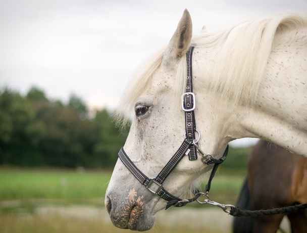 Kaunis hevosen poseeraus kameralle
 - Valokuva, kuva