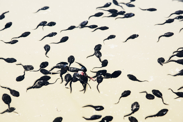 Kaulquappen gruppieren sich im Wasser - Foto, Bild
