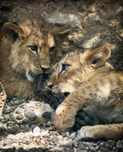 İki güzel aslan yavruları - Fotoğraf, Görsel