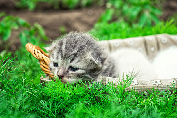 chatons nouveau-nés
 - Photo, image