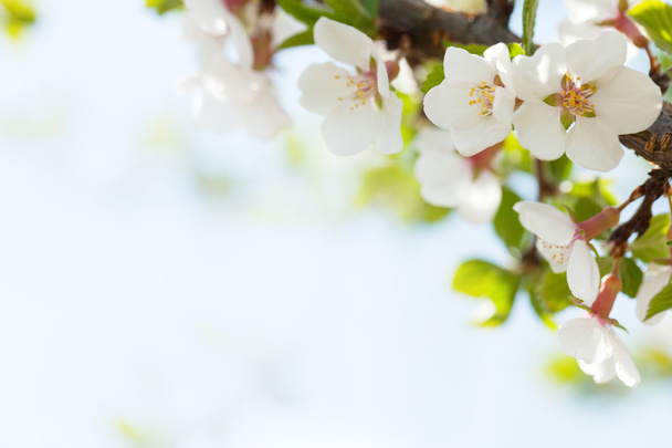 Sakura, flor de cerezo
 - Foto, imagen