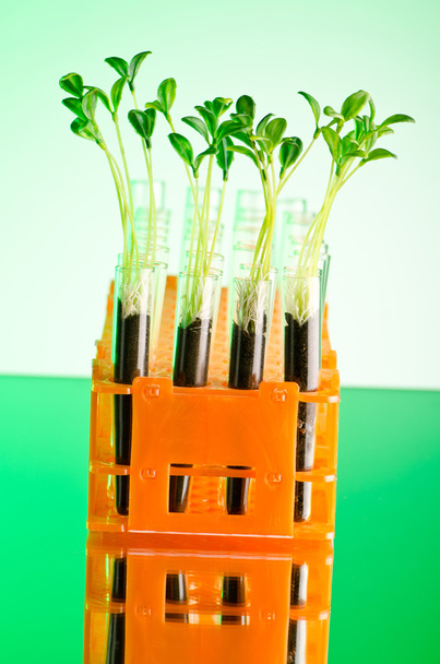 Πειραματιστείτε με πράσινο σπορόφυτα στο εργαστήριο - Φωτογραφία, εικόνα