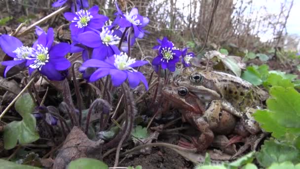 Paar Frösche (rana temporaria) und violette Blüten im Frühling - Filmmaterial, Video