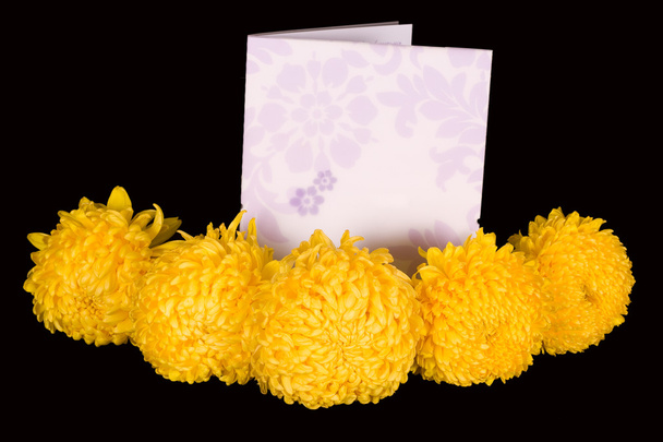 Yellow chrisanthemums - Photo, Image
