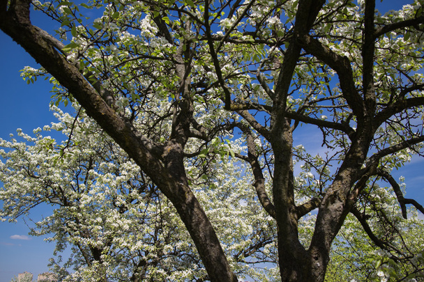 自然な背景、春の概念にアップルの木の枝に開花  - 写真・画像