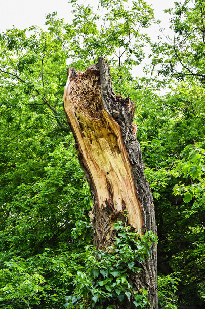 zlomený strom v lese - Fotografie, Obrázek