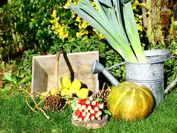 Hortalizas en el huerto, rábano, zanahoria, endibia, puerro
 - Foto, imagen