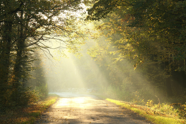Mglisty jesienny las o świcie - Zdjęcie, obraz
