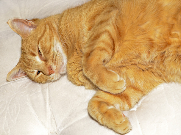 сонный оранжевый кот
  - Фото, изображение