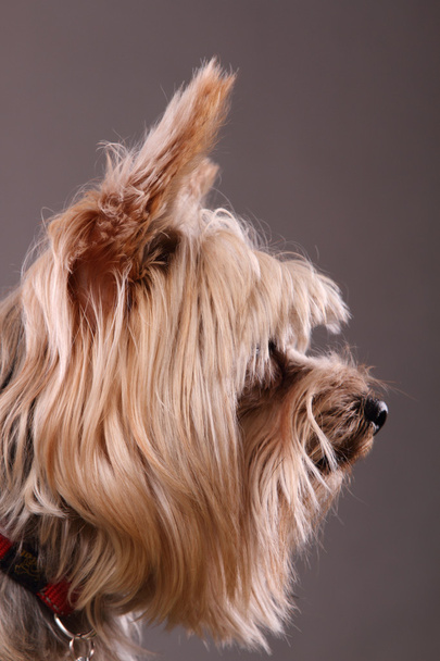 Profile yorkshire terrier  - Fotoğraf, Görsel