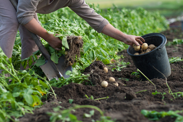 cavando batatas
 - Foto, Imagem