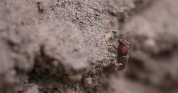Nahaufnahme eines Kiefernkäfers im Wald des südlichen Oregon. - Filmmaterial, Video