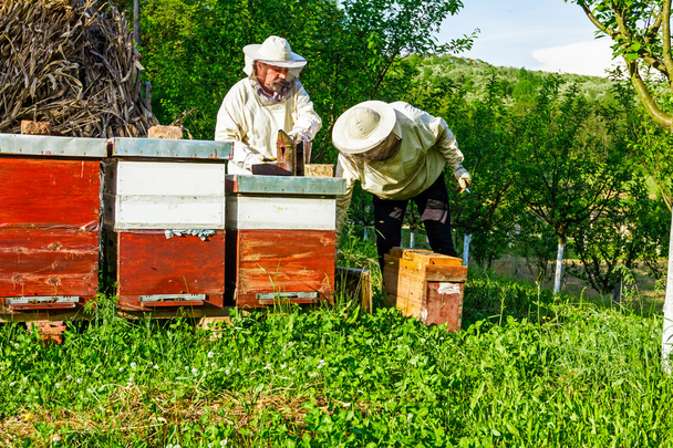 Lavoro in apiario
 - Foto, immagini