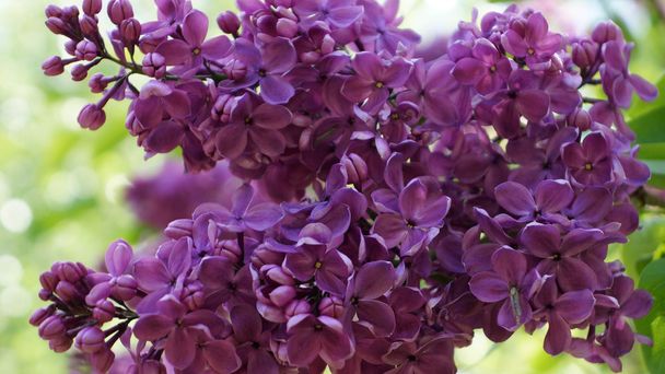 Lila violette bloemen, abstracte zachte floral achtergrond - Foto, afbeelding