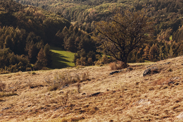 Tree standing on a hillside - Foto, afbeelding