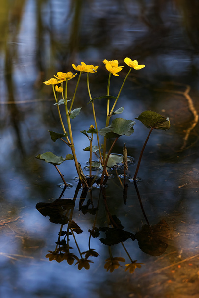 Gewone dotterbloem of kingcup in stilstaand water in het voorjaar met re - Foto, afbeelding