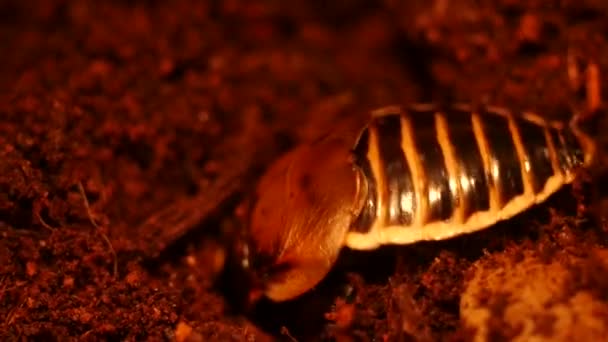 Glowspot Cockroach probeert te verbergen in shelter - Lucihormetica subcincta - Video